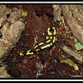 salamandre terrestre (Salamandra salamandra)