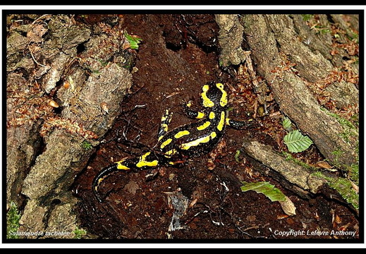 salamandre terrestre (Salamandra salamandra)
