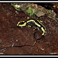 salamandre terrestre (Salamandra salamandra) 2