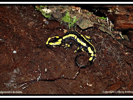 salamandre terrestre (Salamandra salamandra) 2
