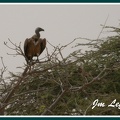 Gyps africanus (vautour africain)