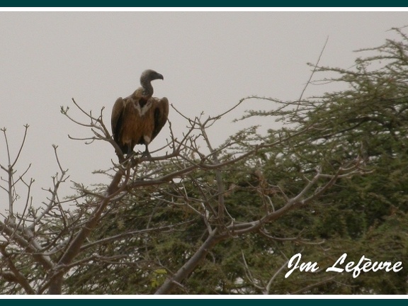 Gyps africanus (vautour africain)