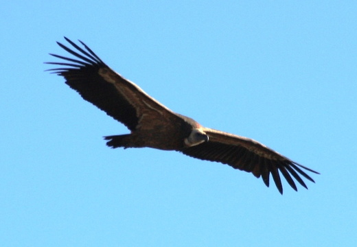 Gyps fulvus (vautour fauve)