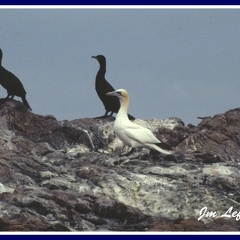 Phalacrocorax carbo et Morus bassanus ( fou de bassan et grand cormoran)