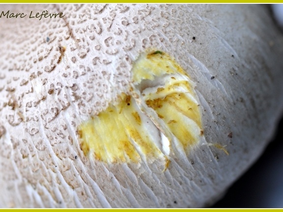 Agaric jaunissant (Agaricus xanthoderma) 4