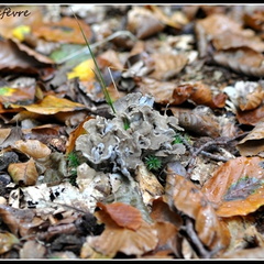 Chanterelle cendrée (Cantharellus cinereus)