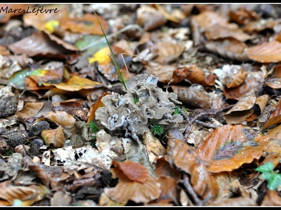 Chanterelle cendrée (Cantharellus cinereus)
