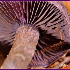Cortinaire violet (Cortinarius violaceus)