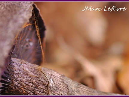 Cortinaire violet (Cortinarius violaceus) 3
