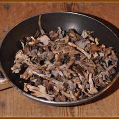 Chanterelle cendrée (Cantharellus cinereus) 4