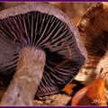 Cortinaire violet (Cortinarius violaceus) 2