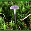 Laccaire améthyste (Laccaria amethystina) 3
