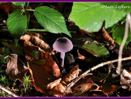 Laccaire améthyste (Laccaria amethystina) 2