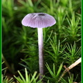 Laccaire améthyste (Laccaria amethystina) 4