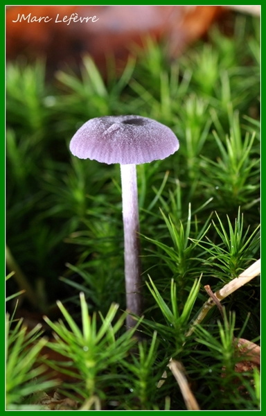 Laccaire améthyste (Laccaria amethystina) 4.jpg