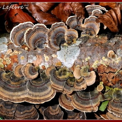 Polypore versicolore (Trametes versicolor) 5