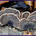 Polypore versicolore (Trametes versicolor) 2