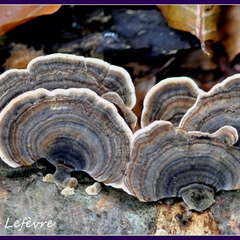 Polypore versicolore (Trametes versicolor) 2