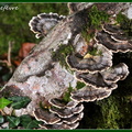 Polypore versicolore (Trametes versicolor) 4