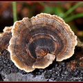Polypore versicolore (Trametes versicolor) 3
