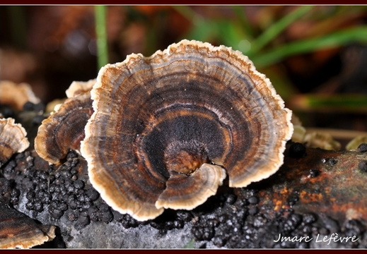 Polypore versicolore (Trametes versicolor) 3