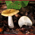 Russule ocre et blanche (Russula ochroleuca)  2