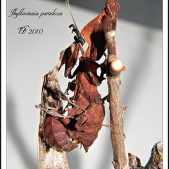 Phyllocrania paradoxa accouplement