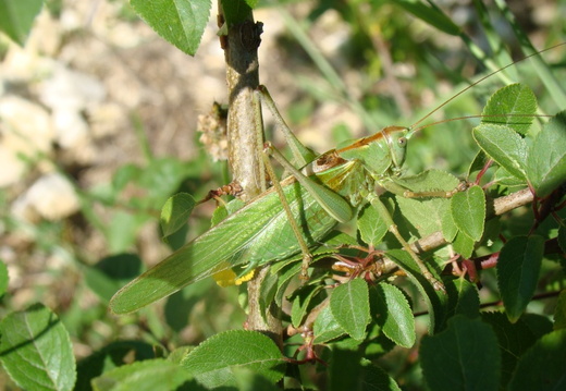 Tettigonia viridissima mâle adulte