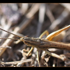 Chortippus albomarginatus mâle