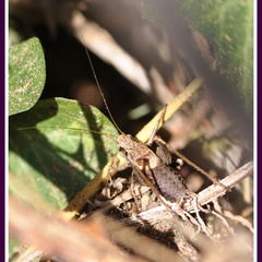 Pholidoptera griseoaptera mâle