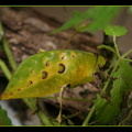Ancylecha fenestrata femelle adulte