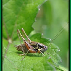 Metrioptera roselii mâle