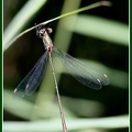 Chalcolestes viridis mâle