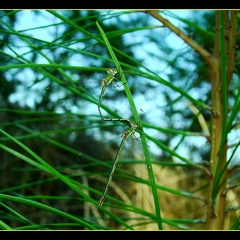 Lestes viridis accouplement