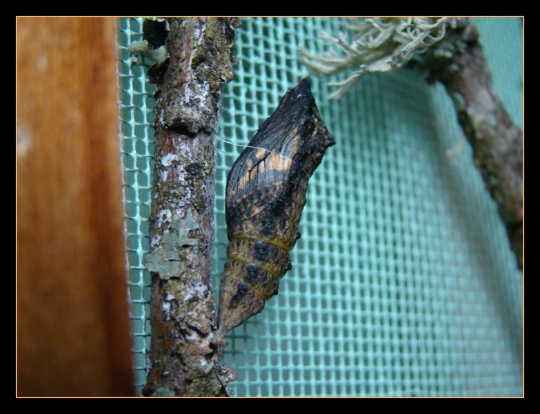 Papilio machaon_chrysalide 1.jpg