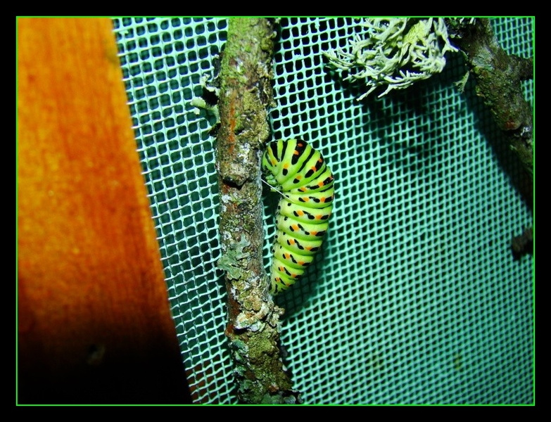 Papilio machaon preparation à la chrysalide.jpg