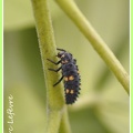 Coccinella septempunctata larve