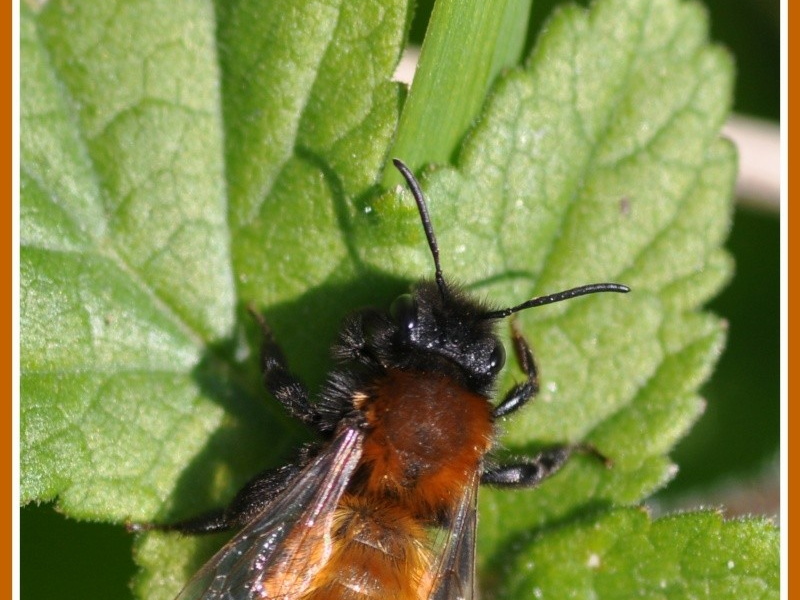 Andrena rufa