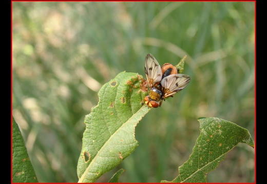 Ectophasia crassipennis 2