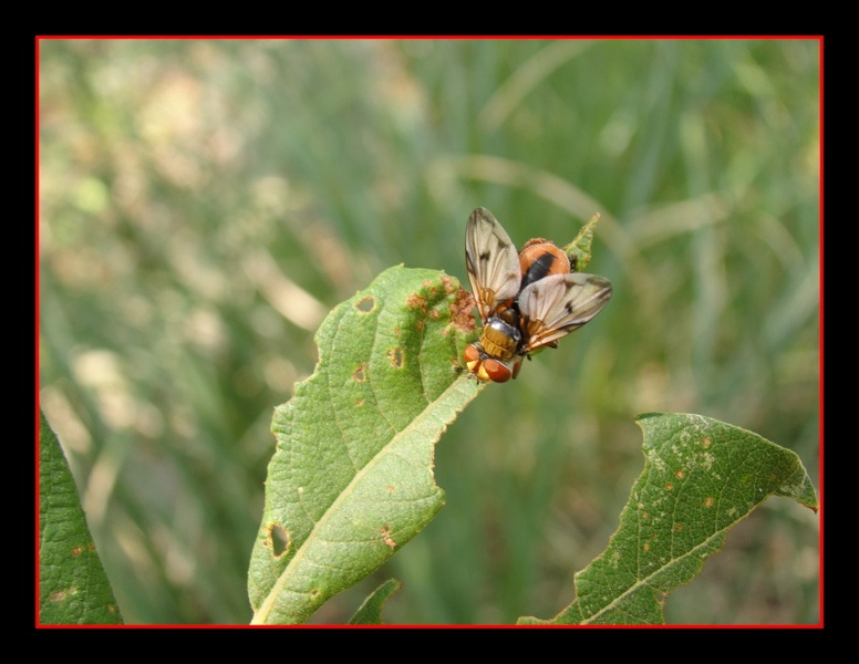 Ectophasia crassipennis 2.jpg