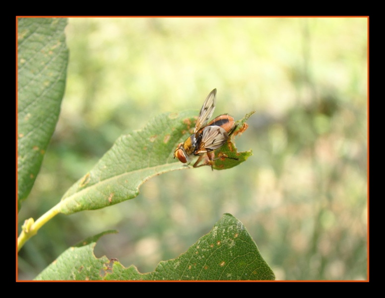 Ectophasia crassipennis.jpg