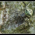 arachnide lichen sp