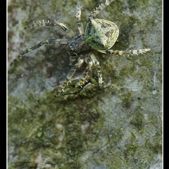 arachnide lichen sp 2