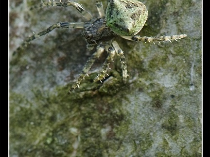 arachnide lichen sp 2