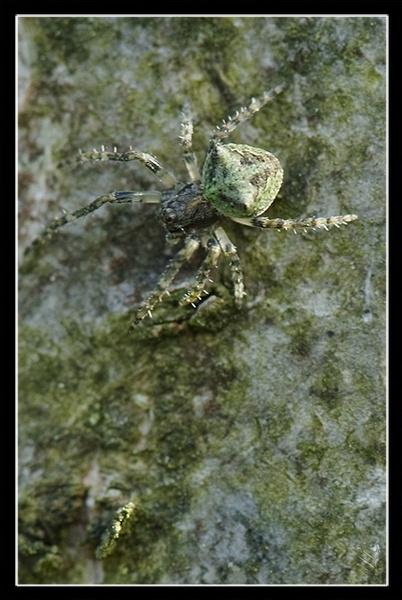 arachnide lichen sp 2.jpg
