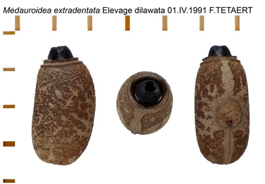 Medauroidea extradentata psg 5 / CLP037