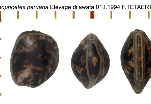 Oreophoetes peruana psg 84 / CLP008