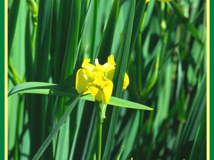 Iris pseudacorus (L'iris des marais) 2