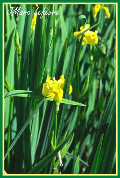 Iris pseudacorus (L'iris des marais) 2.jpg
