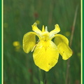 Iris pseudacorus (L'iris des marais) 3